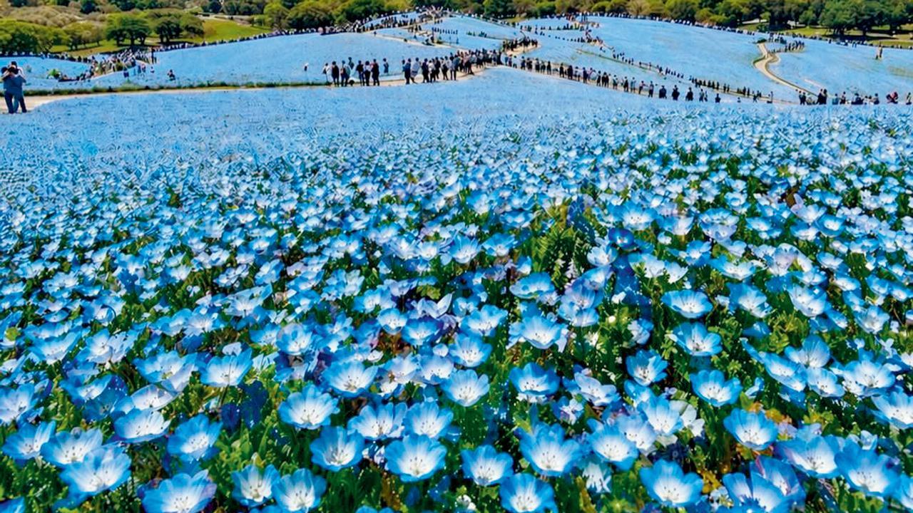 હાલમાં અહીં બ્લુ ફ્લાવરની સીઝન ચાલે છે