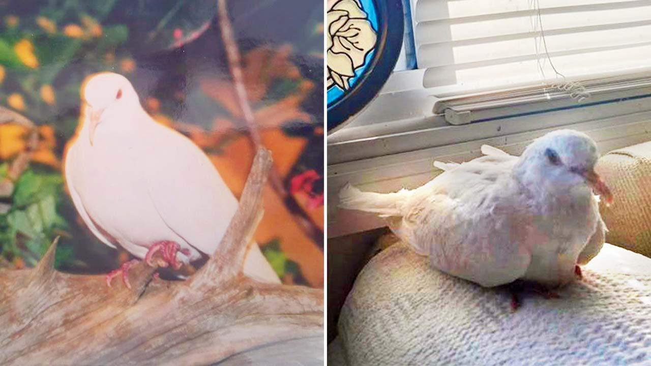 શુગર નામનું કબૂતર