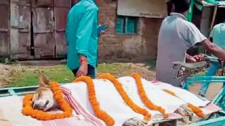 સેંકડો લોકો અશ્રુભીની આંખે શોભાયાત્રામાં જોડાયા અને પરંપરાગત વિધિવિધાન સાથે એને દફનાવવામાં આવી.