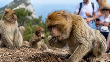 પેટ ખરાબ થઈ જાય તો વાંદરા માટી ખાય છે