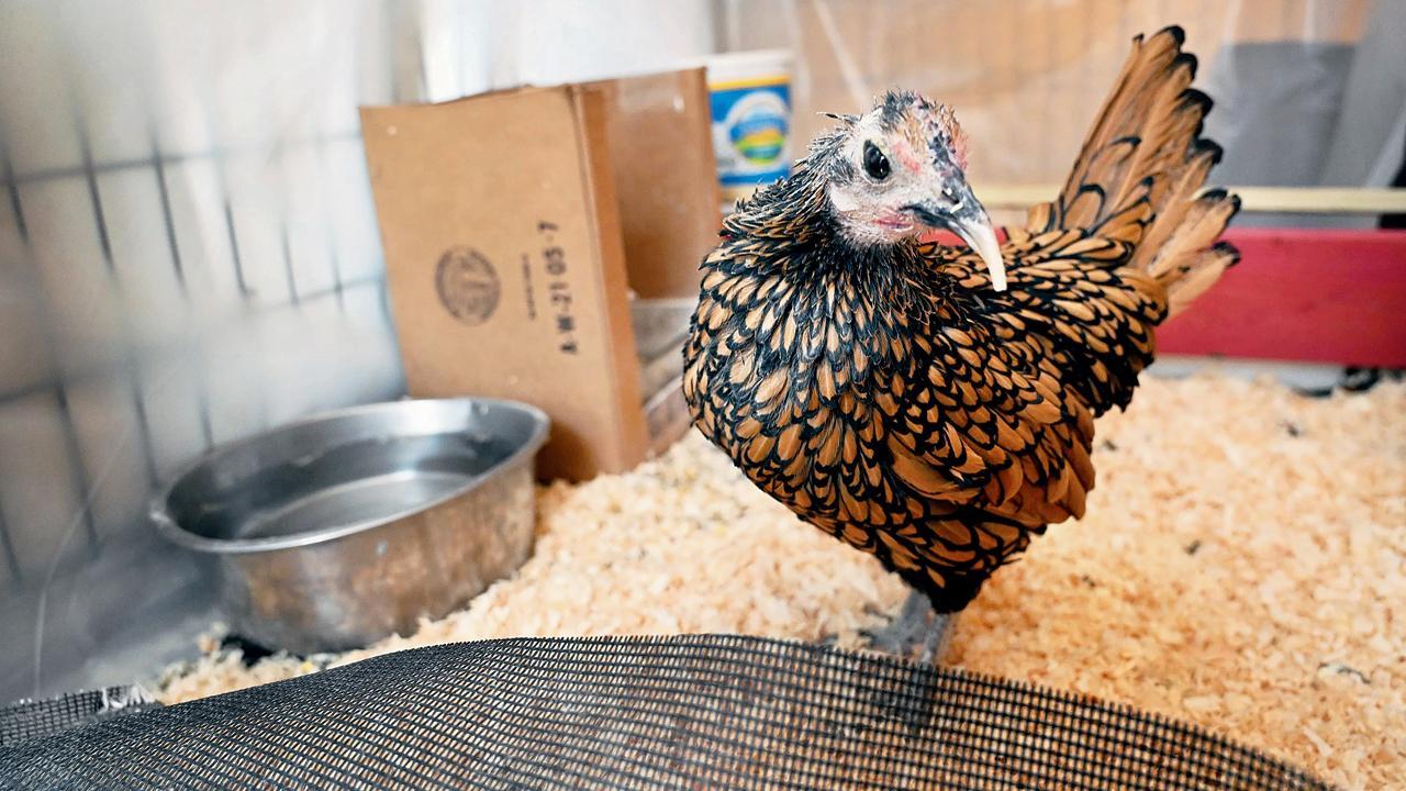 ગર્ડી નામની આ મરઘીની ઉંમર છે ૧૫ વર્ષ ચાર મહિના