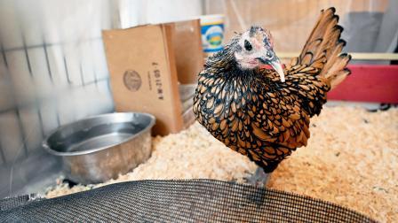 ગર્ડી નામની આ મરઘીની ઉંમર છે ૧૫ વર્ષ ચાર મહિના