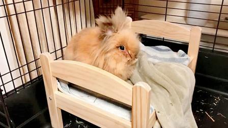 હર્બી નામના સસલાભાઈ