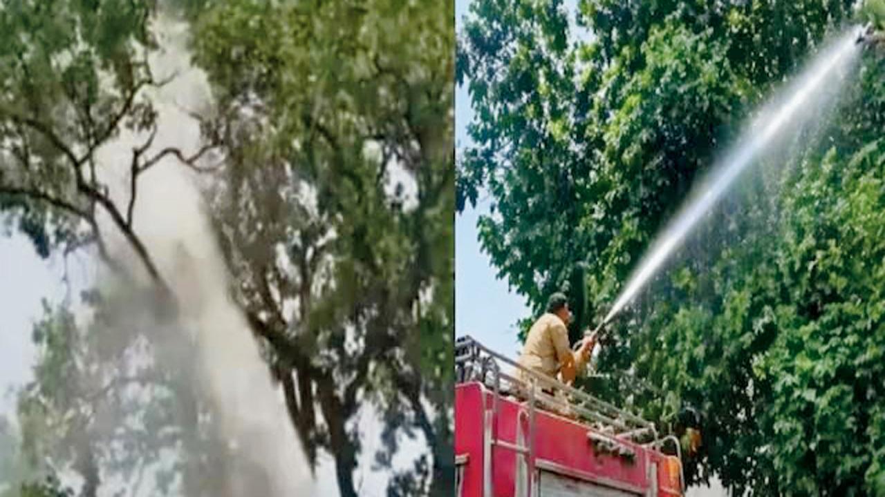 પાળેલો પોપટ ઝાડ પર બેસી ગયો, નીચે ઉતારવા ફાયર-બ્રિગેડ બોલાવવી પડી