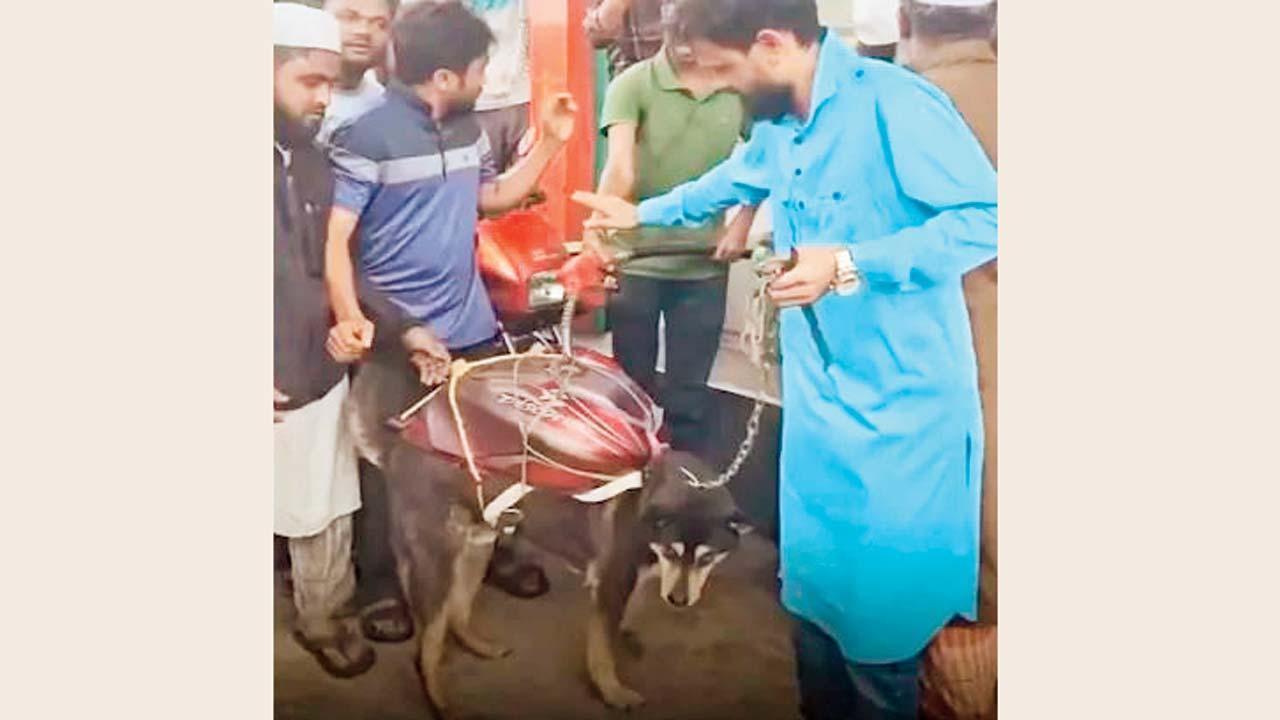 વાઇરલ વિડીયોમાંથી સ્ક્રીનશૉટ