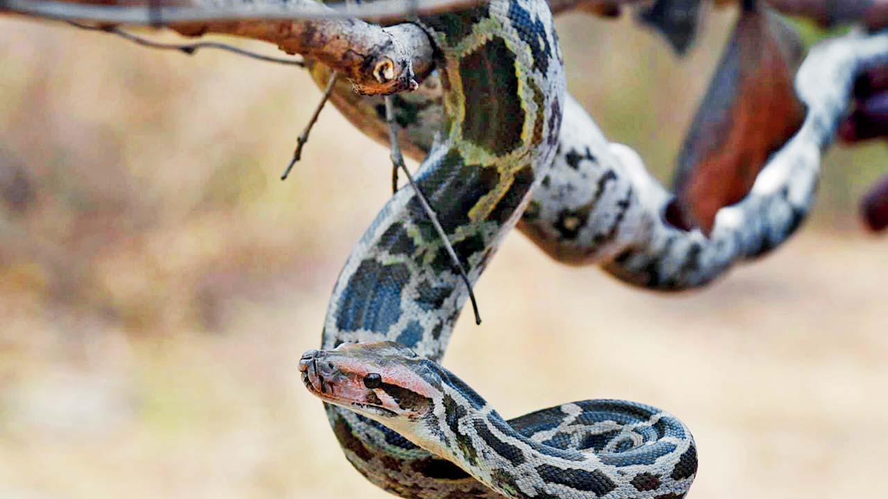 પ્રતીકાત્મક તસવીર