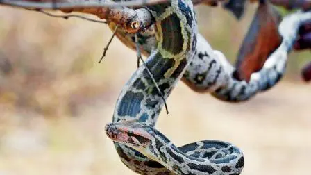 પ્રતીકાત્મક તસવીર