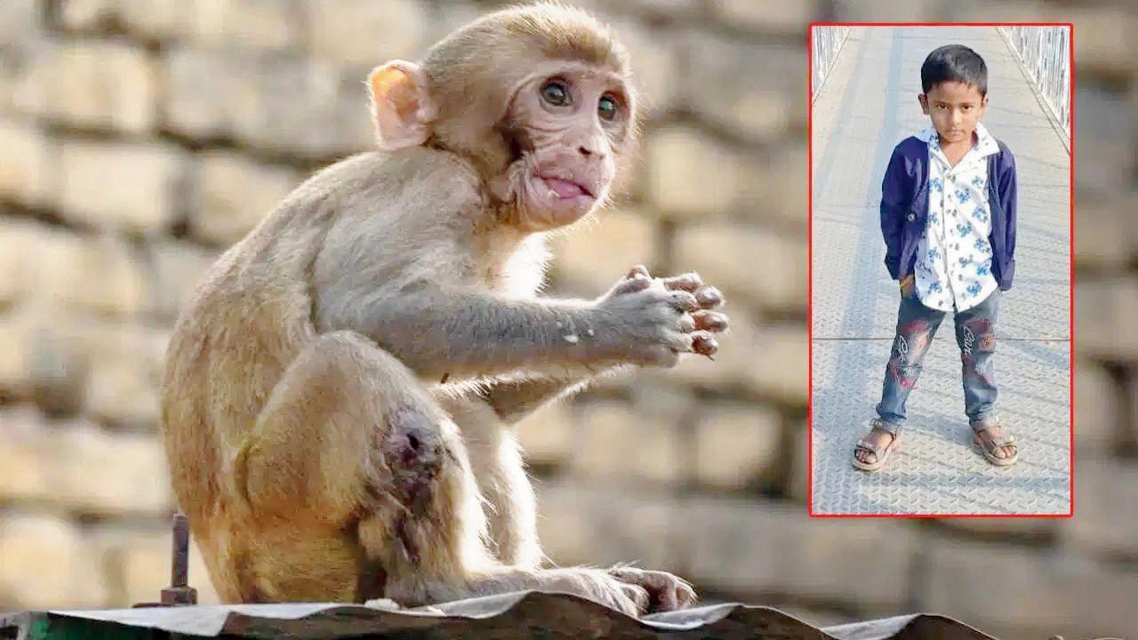 વાંદરાઓને મારવા પંચાયતે લાડુમાં ઝેર મેળવેલું, ૪ વર્ષના બાળકે એ લાડુ ખાઈ લેતાં જીવ ગયો