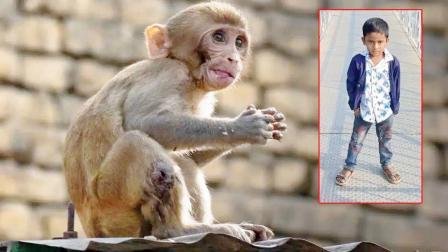 વાંદરાઓને મારવા પંચાયતે લાડુમાં ઝેર મેળવેલું, ૪ વર્ષના બાળકે એ લાડુ ખાઈ લેતાં જીવ ગયો