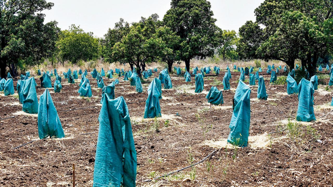 અકોલામાં ભયંકર ગરમીને લીધે પાકને ખાસ્સું નુકસાન થઈ રહ્યું છે ત્યારે ખેતરમાં રોપાને તડકાથી બચાવવા એને કાપડથી ઢાંકવામાં આવ્યા હતા