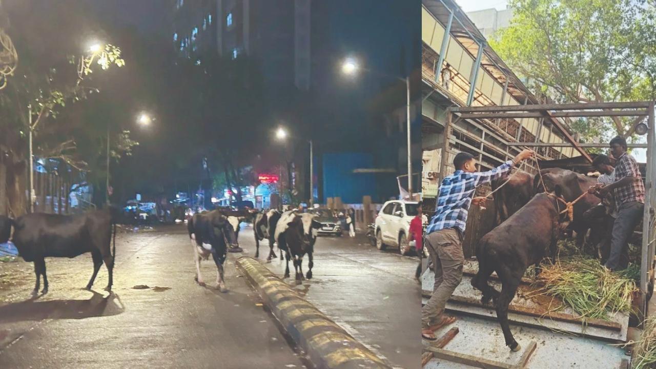 ઘાટકોપર-ઈસ્ટના પટેલ ચોકમાં નીલયોગ મૉલ પાસે રહેલો ગાયોનો ગેરકાયદે તબેલો. ગાયોને સુરક્ષિત જગ્યાએ સ્થળાંતર કરી રહેલી સફાળી જાગેલી મહાનગરપાલિકા.