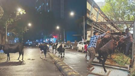 ઘાટકોપરના ગેરકાયદે તબેલાને આખરે હટાવ્યો BMCએ