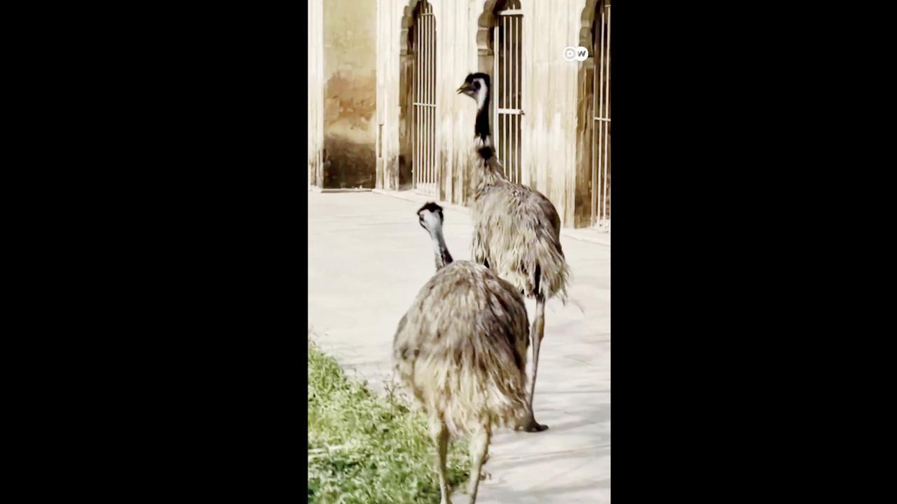 આ પંખી મૂળ ઑસ્ટ્રેલિયાનું છે અને શાહમૃગની પ્રજાતિનું હોય છે