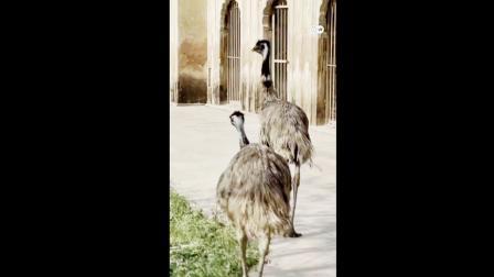 આ પંખી મૂળ ઑસ્ટ્રેલિયાનું છે અને શાહમૃગની પ્રજાતિનું હોય છે