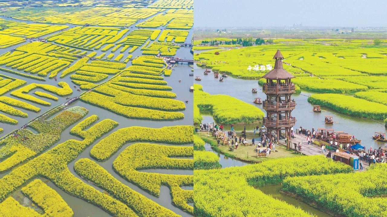 ચીનમાં ટૂરિસ્ટ-સ્પૉટ તરીકે તૈયાર છે પીળાં ફૂલોનો સુવર્ણ સાગર