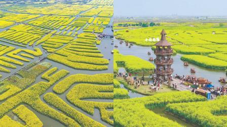 ચીનમાં ટૂરિસ્ટ-સ્પૉટ તરીકે તૈયાર છે પીળાં ફૂલોનો સુવર્ણ સાગર