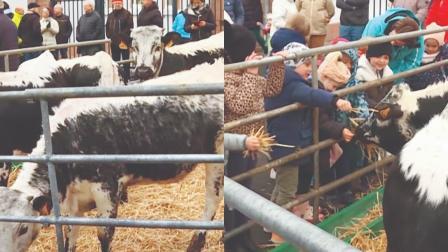 ગામની સ્કૂલ બંધ ન થઈ જાય એ માટે પાંચ ગાયને સ્ટુડન્ટ તરીકે ઍડ્‍મિશન આપ્યું