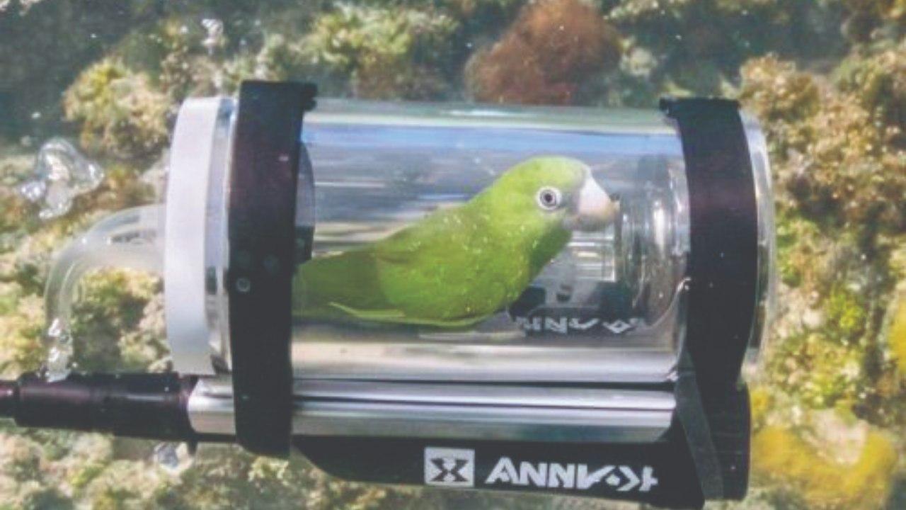 પાળેલા પોપટને પણ સમુદ્રમાં ફેરવી શકાય એવી સબમરીન