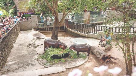 થાઇલૅન્ડના ઝૂમાં રહેતી આ પિગ્મી હિપોના છે લાખો દીવાના