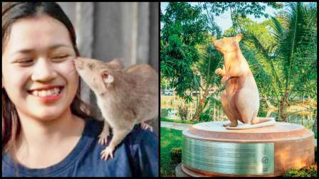 રેકૉર્ડબ્રેક સુરંગો શોધી કાઢનારા હીરો ઉંદરનું સ્ટૅચ્યુ મુકાયું કમ્બોડિયામાં