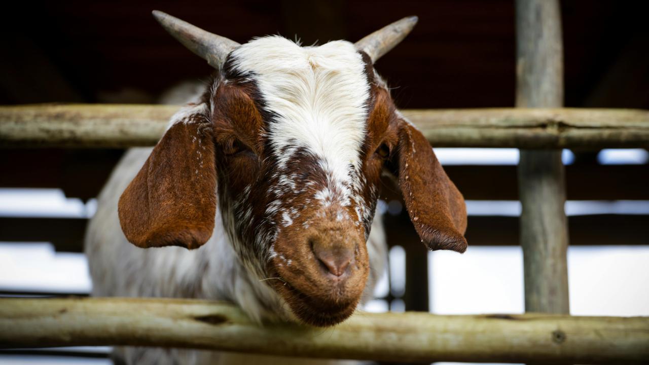 પ્રતીકાત્મક ફાઇલ તસવીર