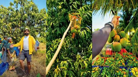 મૅન્ગો ટ્રીની દેખરેખ કરી રહેલા ઉમેશ દામોદરન. 