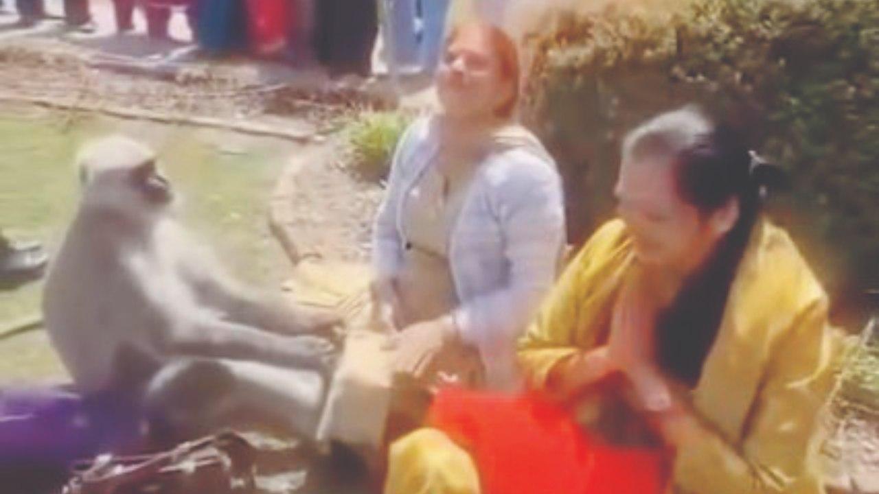 જાખુ મંદિરનો આ લંગૂર ભક્તોને જાદુ કી જપ્પી આપે છે