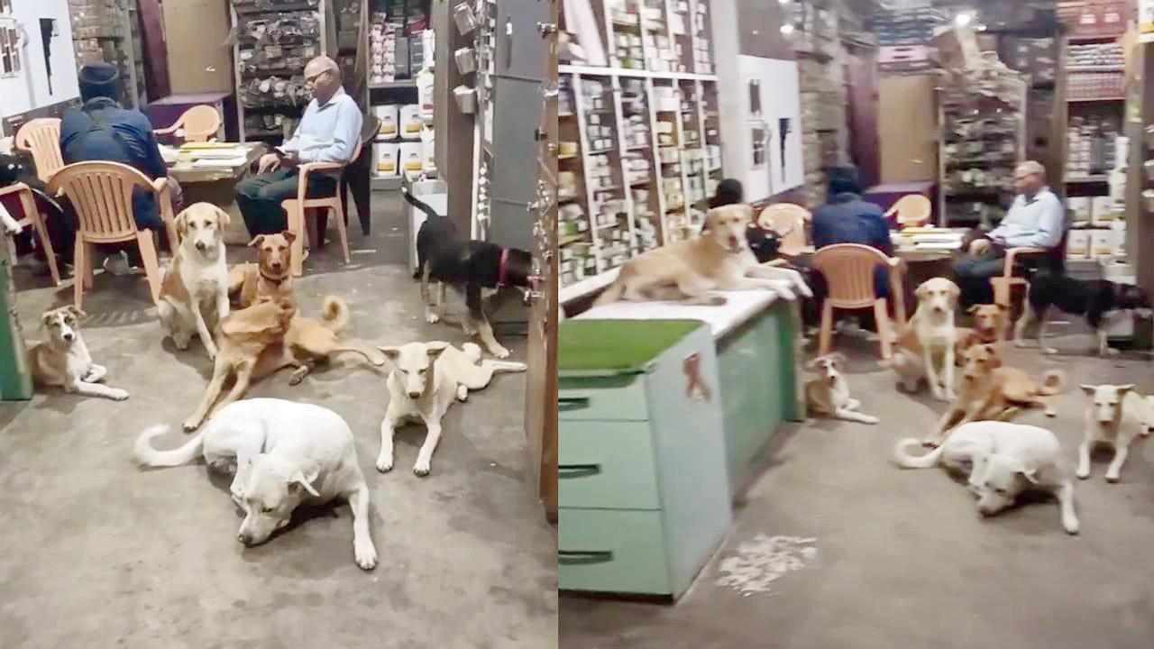 કાળઝાળ ગરમીમાં ખુલ્લી મૂકી રખડતા કૂતરાઓને સૂવા માટે પોતાની દુકાન