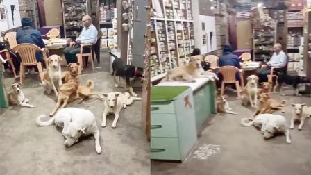કાળઝાળ ગરમીમાં ખુલ્લી મૂકી રખડતા કૂતરાઓને સૂવા માટે પોતાની દુકાન