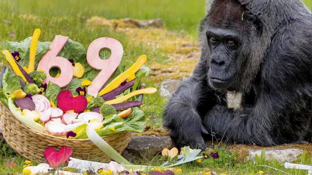 ફાતુ મૂળે આફ્રિકાનાં જંગલોમાં જન્મી હતી