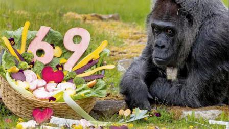 ફાતુ મૂળે આફ્રિકાનાં જંગલોમાં જન્મી હતી