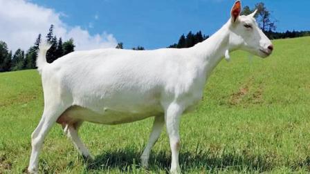 ઓછા ખર્ચમાં વધુ દૂધ આપતી આ બકરીને મહાત્મા ગાંધી ‘ગરીબોની ગાય’ કહેતા હતા.