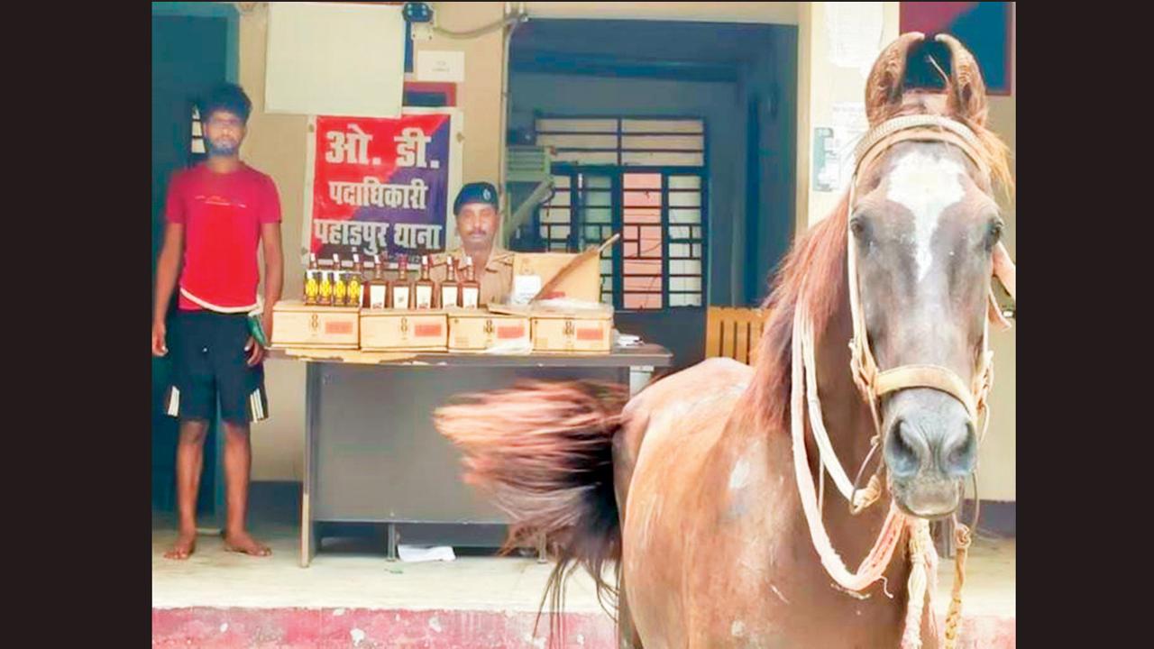 બિહારમાં પકડાયો બૂટલેગર ઘોડો 
