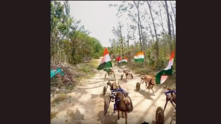પગ ગુમાવી ચૂકેલા શ્વાનોએ પણ ઊજવ્યો સ્વતંત્રતાદિવસ