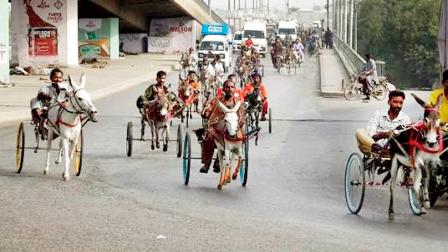 ગધેડાઓને બદામવાળું દૂધ અને સફરજનનો મુરબ્બો ખવડાવીને કરાચીમાં યોજાઈ ડૉન્કી-રેસ 