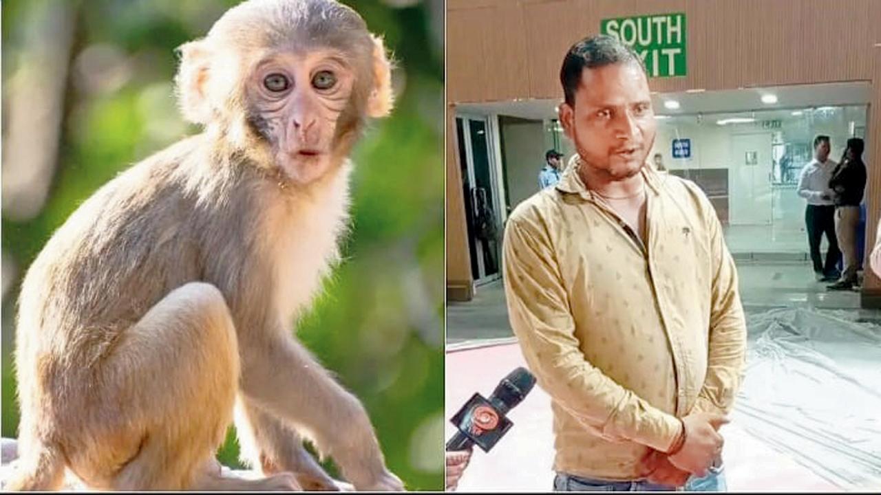 દિલ્હી બૅડ્મિન્ટન ચૅમ્પિયનશિપમાં વાંદરા ભગાવવા ૪ લંગૂર-નકલબાજ તહેનાત થયા