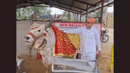 ગાયને પહેરાવ્યાં ૨૪ લાખ રૂપિયાનાં ઘરેણાં, એના માટે બની રહ્યું છે બે માળનું ઘર