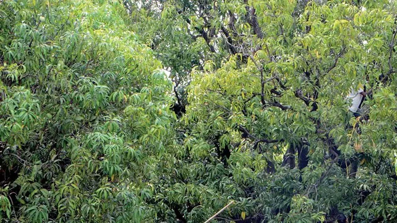 પ્રતીકાત્મક તસવીર
