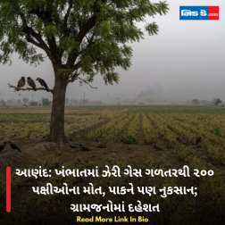 આણંદ: ખંભાતમાં ઝેરી ગેસ ગળતરથી ૨૦૦ પક્ષીઓના મોત, પાકને પણ નુકસાન; ગ્રામજનોમાં દહેશત