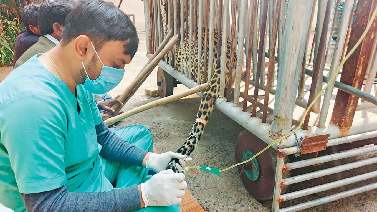 દીપડાની સારવાર કરી રહેલી ટીમ. 