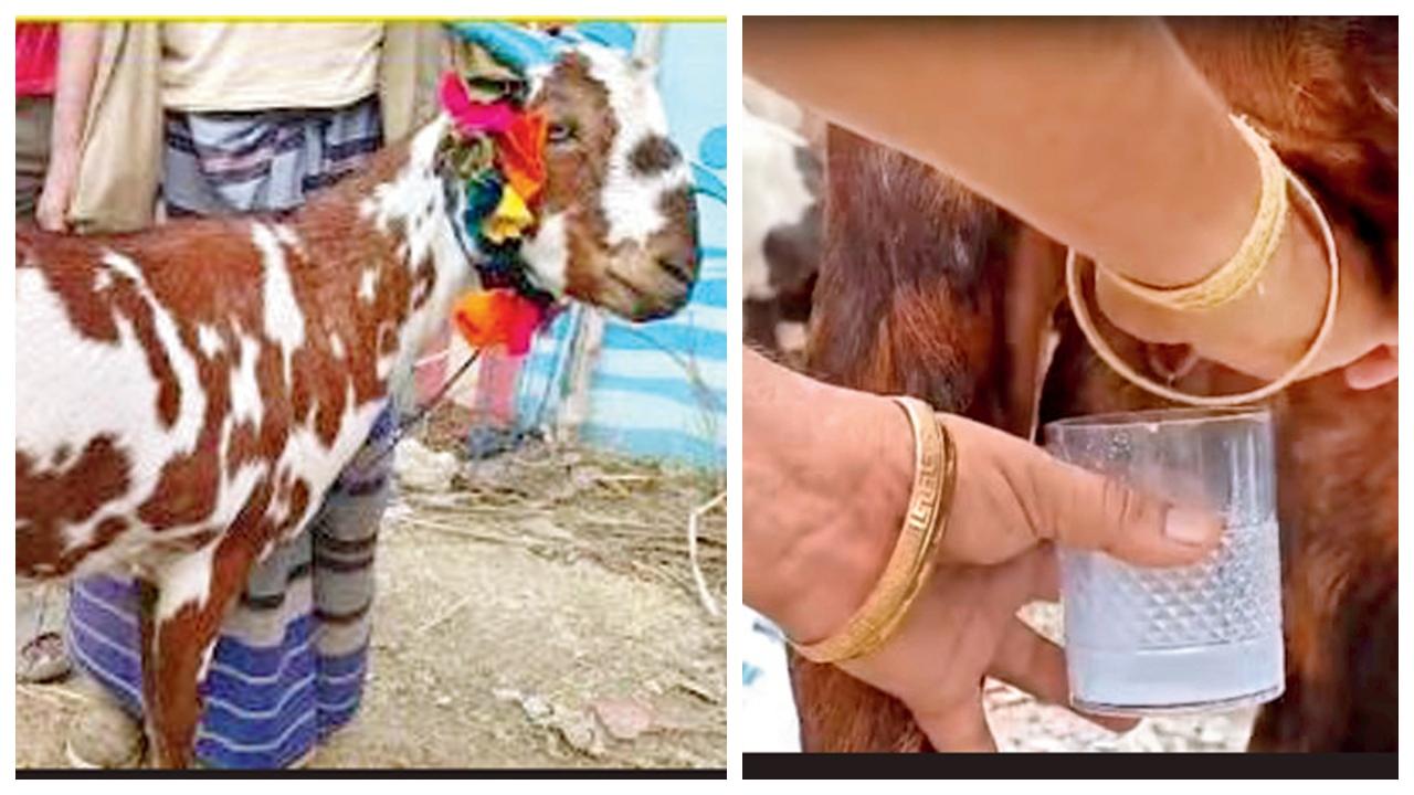 ઉત્તરાખંડમાં બે વર્ષનો બકરો દૂધ આપે છે