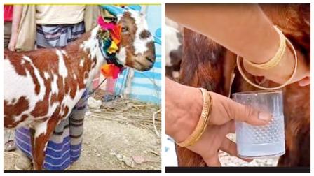 ઉત્તરાખંડમાં બે વર્ષનો બકરો દૂધ આપે છે