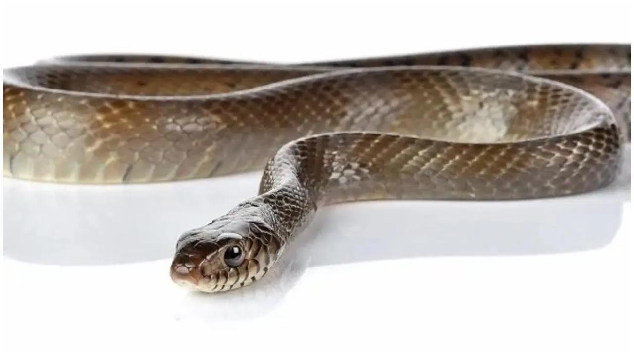 પ્રતીકાત્મક તસવીર