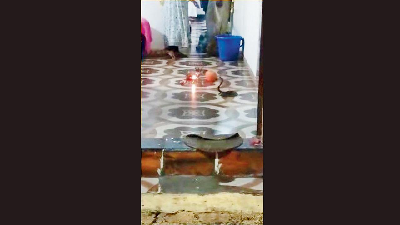 શ્રાવણ મહિનામાં ઘરમાં દેખાયો કોબ્રા, પરિવારે દીવો કર્યો અને ફળફૂલ અર્પણ કરીને પૂજા
