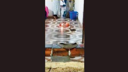 શ્રાવણ મહિનામાં ઘરમાં દેખાયો કોબ્રા, પરિવારે દીવો કર્યો અને ફળફૂલ અર્પણ કરીને પૂજા