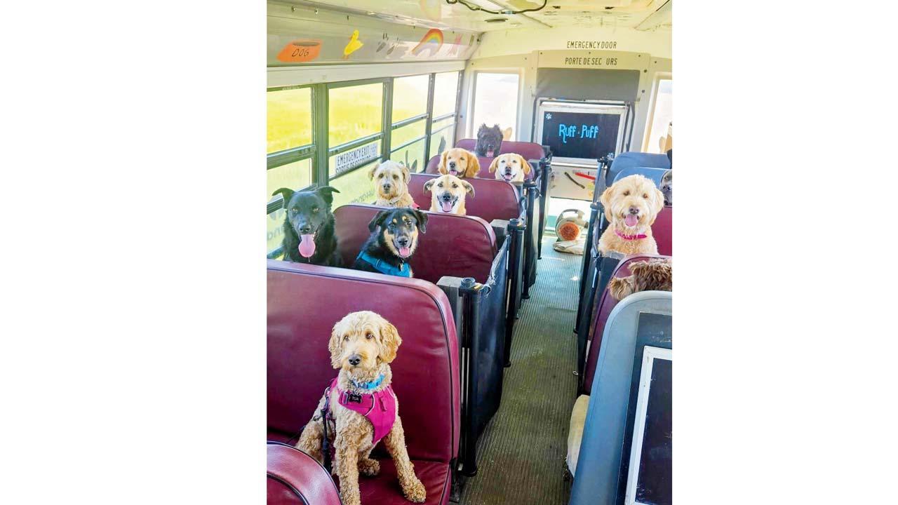 વાઇરલ તસવીર