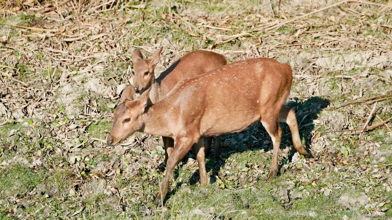 બાર્કિંગ ડીઅર