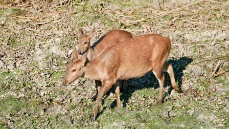 બાર્કિંગ ડીઅર