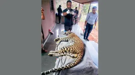 ભાઈંદરમાં આતંક મચાવનાર દીપડો યેઉરના જંગલમાં મૃત મળ્યો