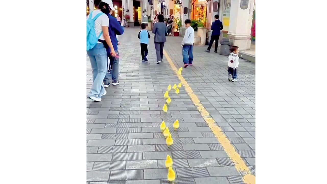 વાઇરલ વિડીયોમાંથી સ્ક્રીનશૉટ